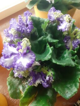 pokojové rostliny - 5