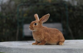 Zakrslý králík - 5