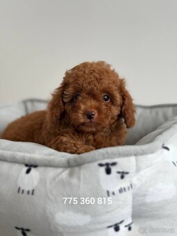 Chlapeček Maltipoo f2 - 5