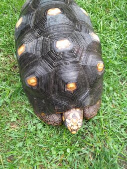 Želva Uhlířská - dospělé dvě samice - 5