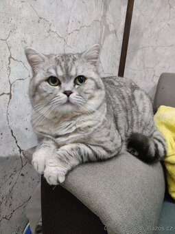 Koťátko bez PP (kocourek světlý) - 5