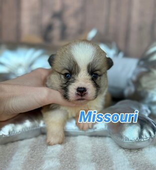 Welsh Corgi Pembroke - 5