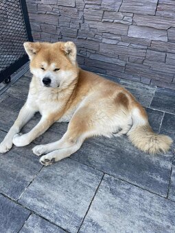 Akita Inu - 5