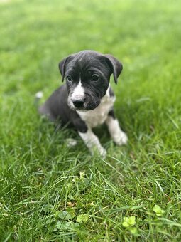 Stafordšírský bulteriér - 5