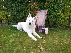 Bílý švýcarský ovčák ke krytí - 5