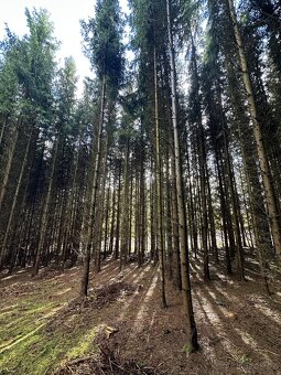 Smrkový les 35let starý sázený - 5