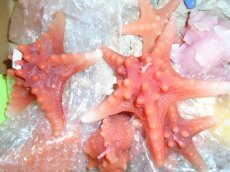 svíčky výprodej-svíčka - 5