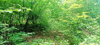 Prodej lesa u Staříče, celý, nebo na na části - od 5.000m2. - 5