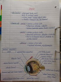 Biologie SŠ výpisky - 5
