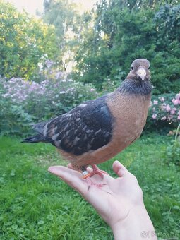 Hledáte holubího parťáka? - 5