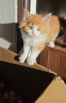 Mainská mývalí - koťata křížený - 5