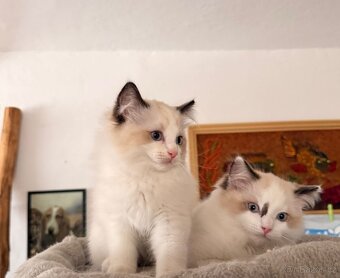 Ragdoll koťátka s PP - 5