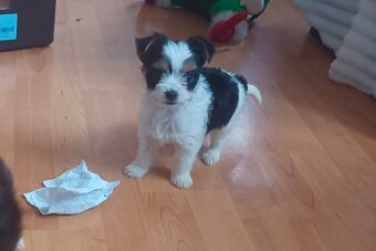 Jorkšír ,Jorkšírský teriér, Yorkšír - 5