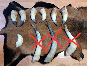 Trofeje, rohy 20-70cm - 5