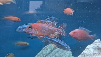 Tlamovci Aulonocara Red Rubín - 5