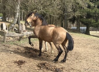Připouštění Lusitano hřebcem - 5