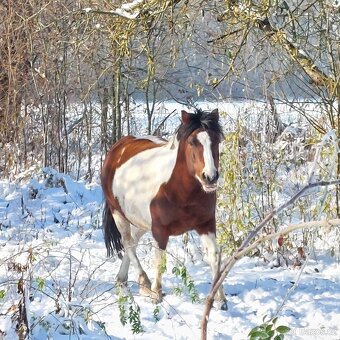 Pony kobyla - 5