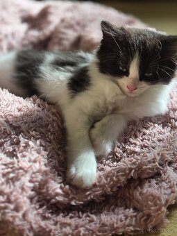 Daruji Ragdoll koťátka - kříženec - 5