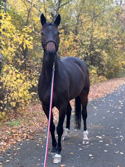 Charakterní klisna do sportu nebo jako luxusní hobby kůň - 5