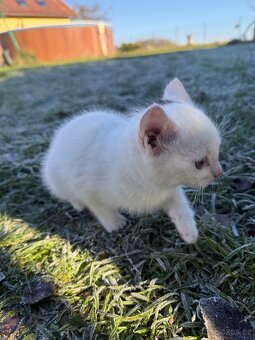 Kotě - Dobříš - 5