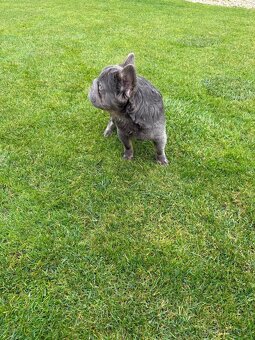 Francouzsky buldoček blue tan dlhosrstá big rope fenka - 5