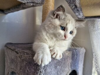 Kocourek Ragdoll - 5