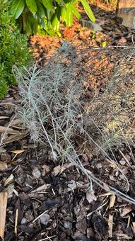 Levandule, bobkovišeň, barvínek - 5