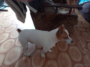 Jack Russell teriér JRT KRYTÍ - 5