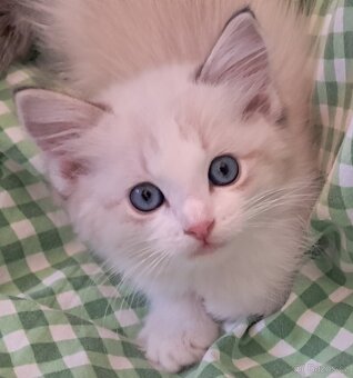 Koťátka ragdoll s PP - 5
