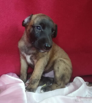 Whippet štěňátka bez PP po obou rodičích s PP ( Fci). - 5