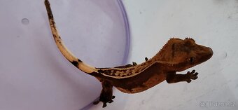 AKCE HALLOWEEN Pagekon řasnatý Correlophus cilliatus - 5