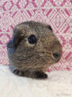 Morče - morčátko - 5