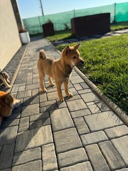 Shiba Inu štěňátko – kluk k odběru od 11. 10. - 5