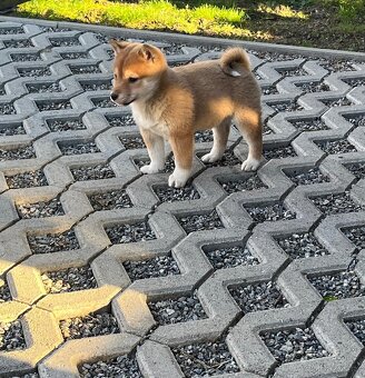 Shiba inu, šiba inu - 5