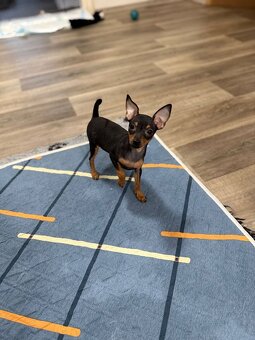 Pražský krysařík s PP - 5