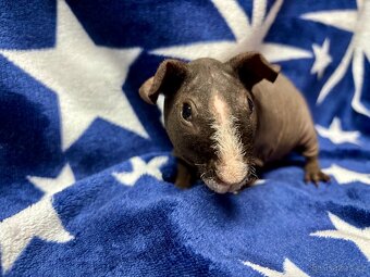 Skinny morče s PP - 5