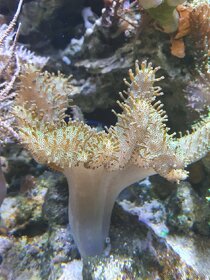 Mořské korály - 5