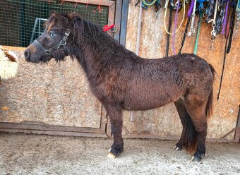 Tříletý hřebec minihorse - 5