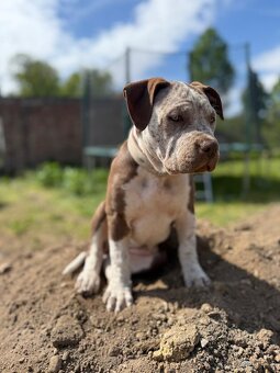 American Bully XL - 4 měsíční štěně s PP - 5