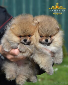 Pomeranian s PP FCI - 5