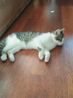 Koťata, kotě, jen do dobrých rukou - 5