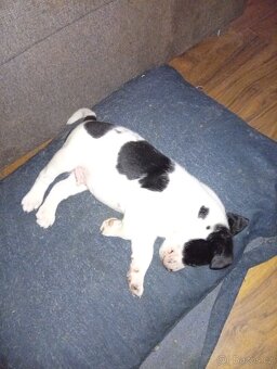 Jack Russell teriér s Parson terierem - 5