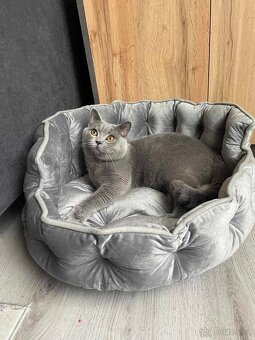 Britská koťata - 5