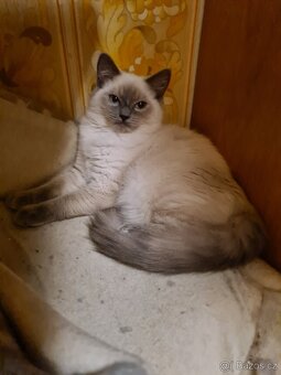 PRODÁM KOŤÁTKA RAGDOLL IHNED K ODBĚRU - 5