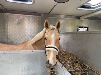 Přepravník koní - 5