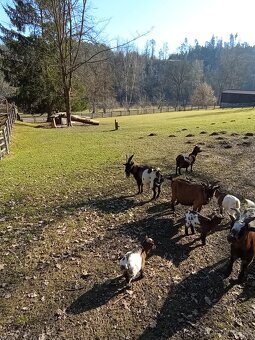 Holandská zakrslá koza, kozlík - 5