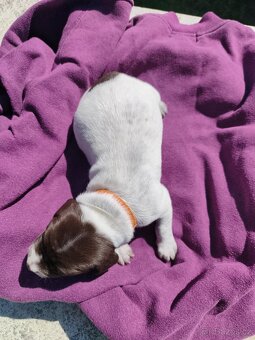 Německý krátkosrstý ohař - 5