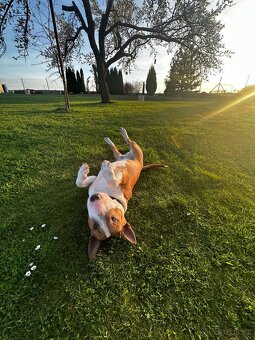Anglický bulteriér mini s PP k nakrytí - 5