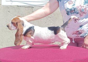 Štěňata Bassethound s PP - 5