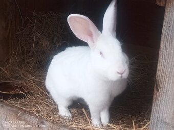 Prodám Kalifornskou samici - 5